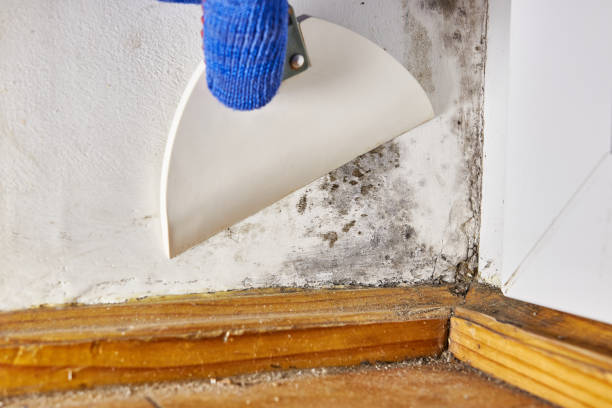 Best Basement Mold Removal  in USA